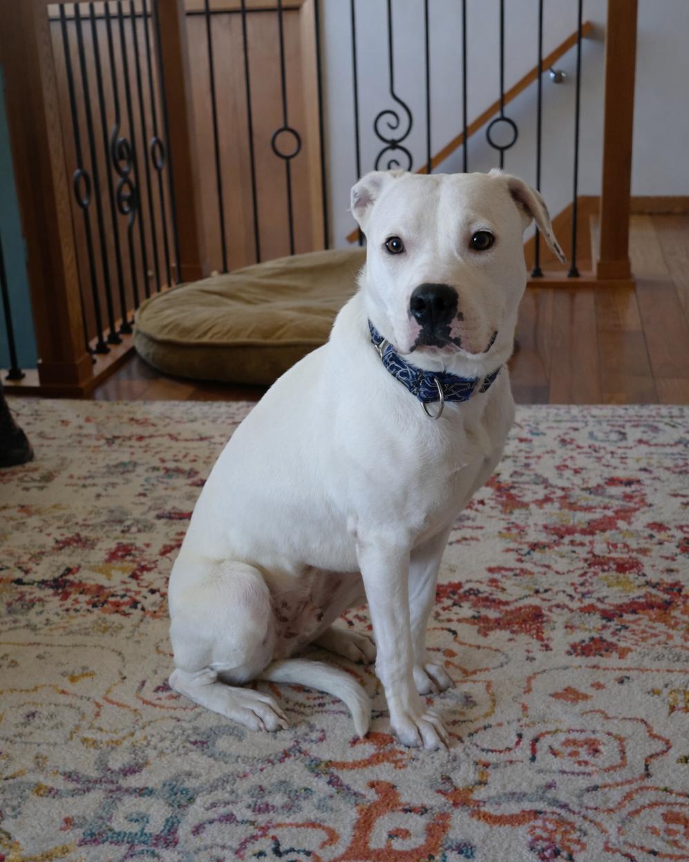 Enlarge Frost, a Adoptable mixed breed in Sioux Falls, SD image 6/6