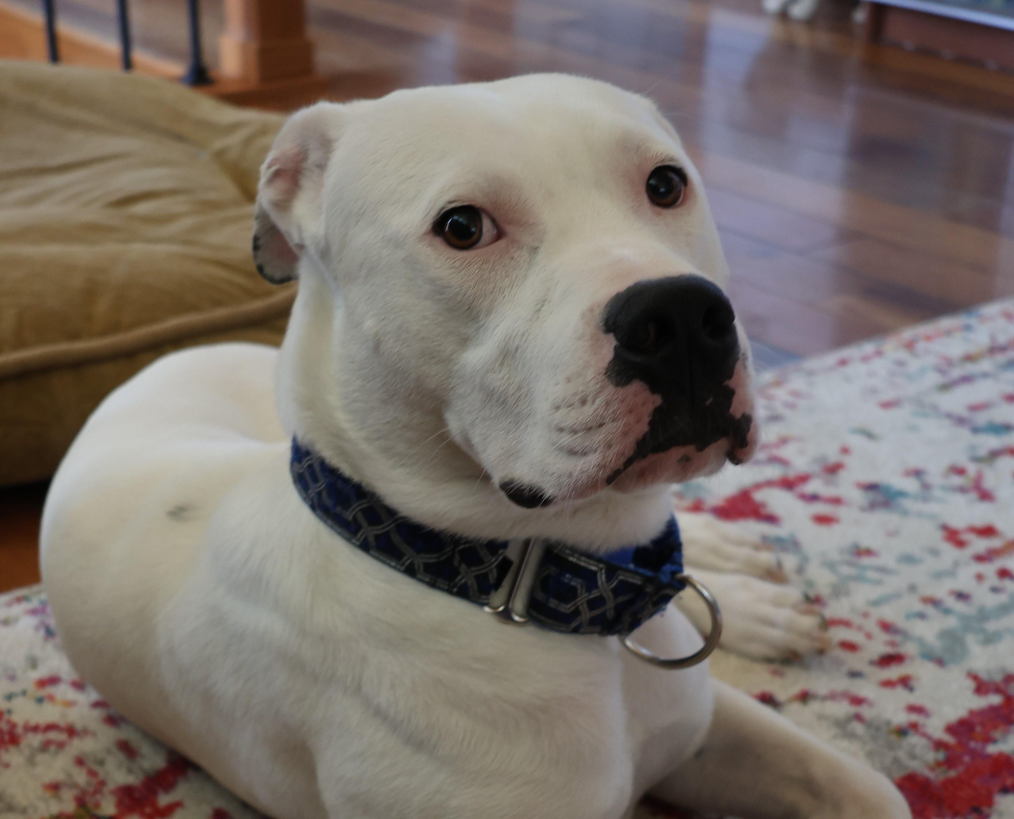 Enlarge Frost, a Adoptable mixed breed in Sioux Falls, SD image 3/6