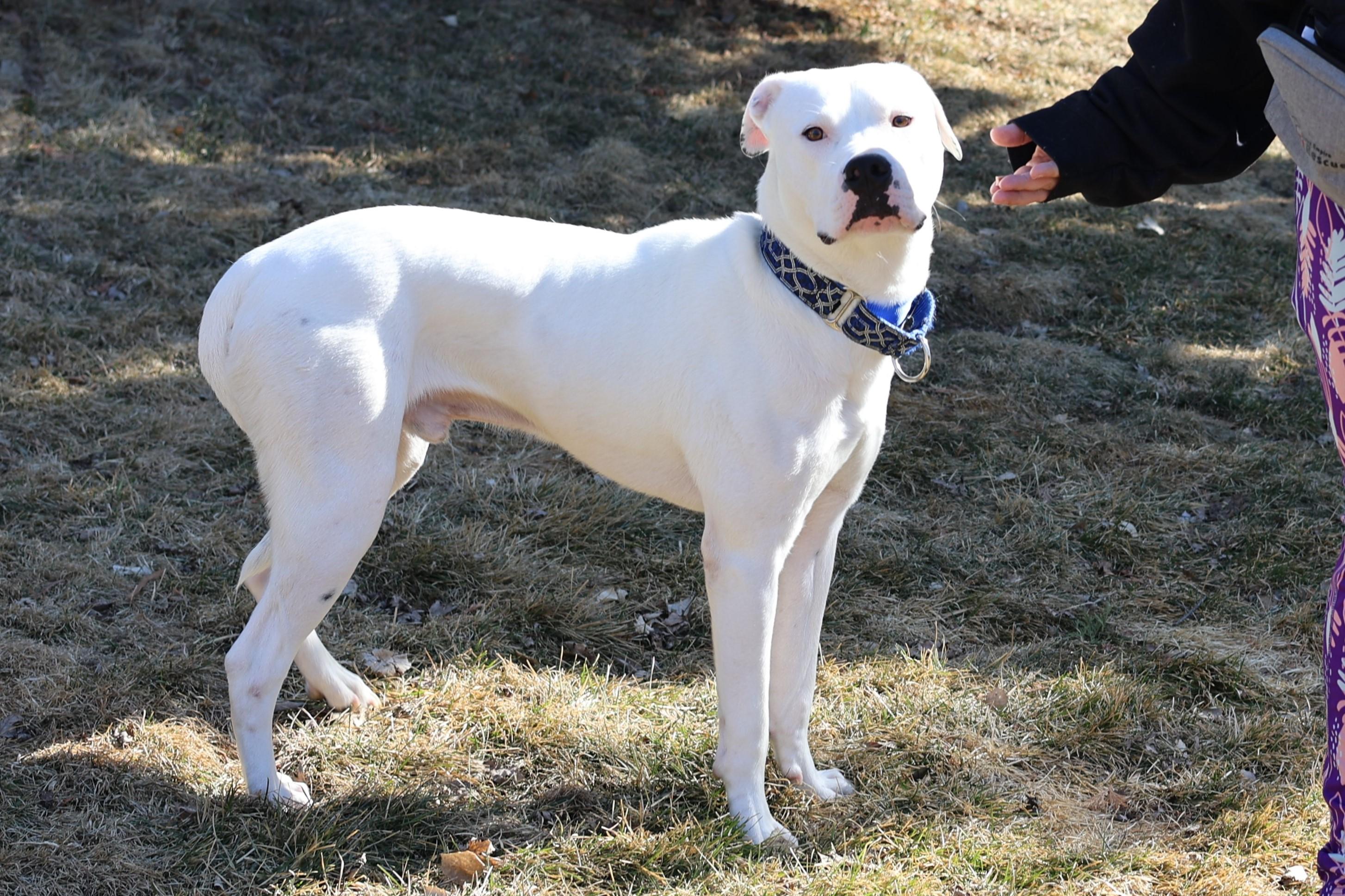Enlarge Frost, a Adoptable mixed breed in Sioux Falls, SD image 5/6
