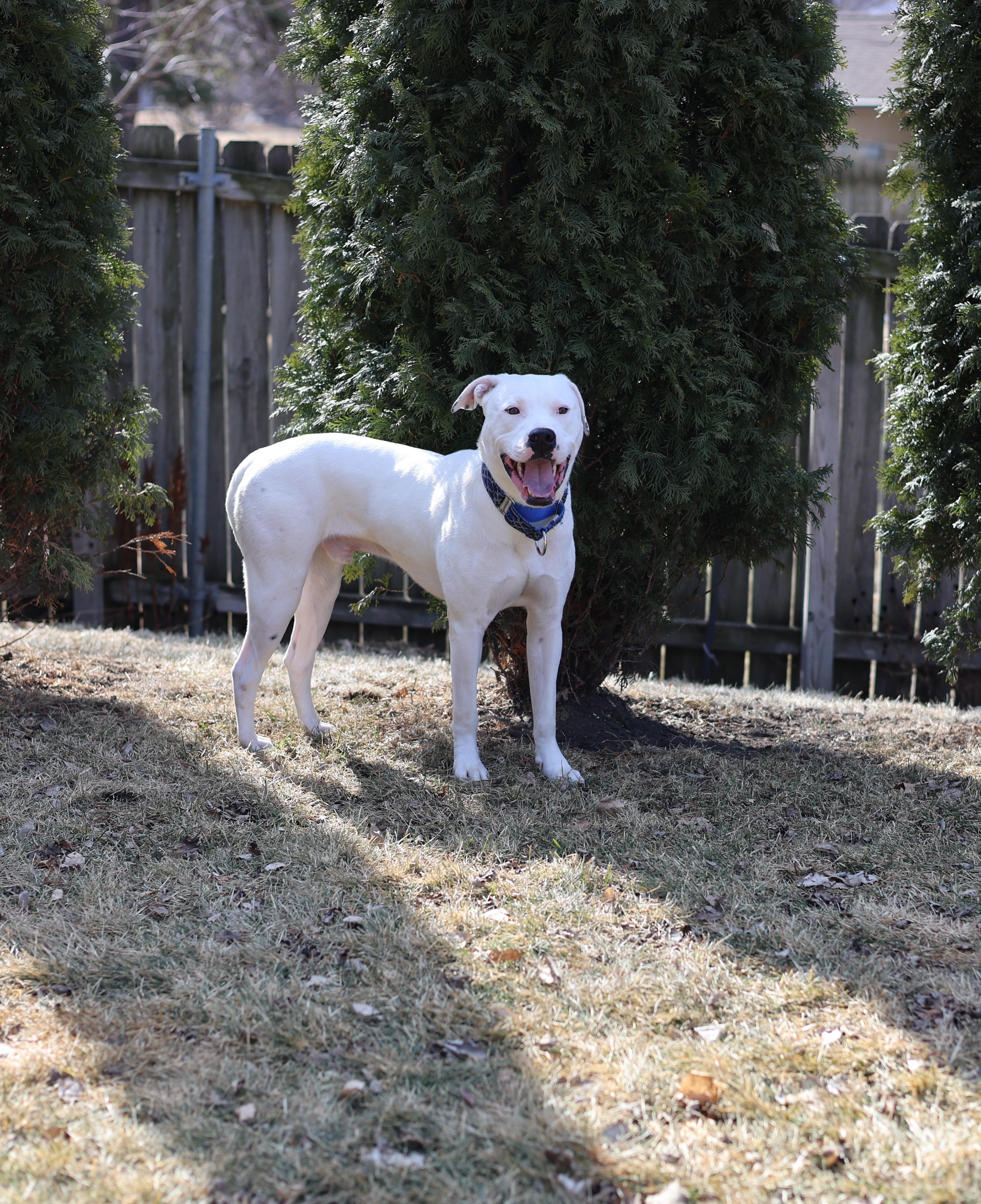 Enlarge Frost, a Adoptable mixed breed in Sioux Falls, SD image 2/6