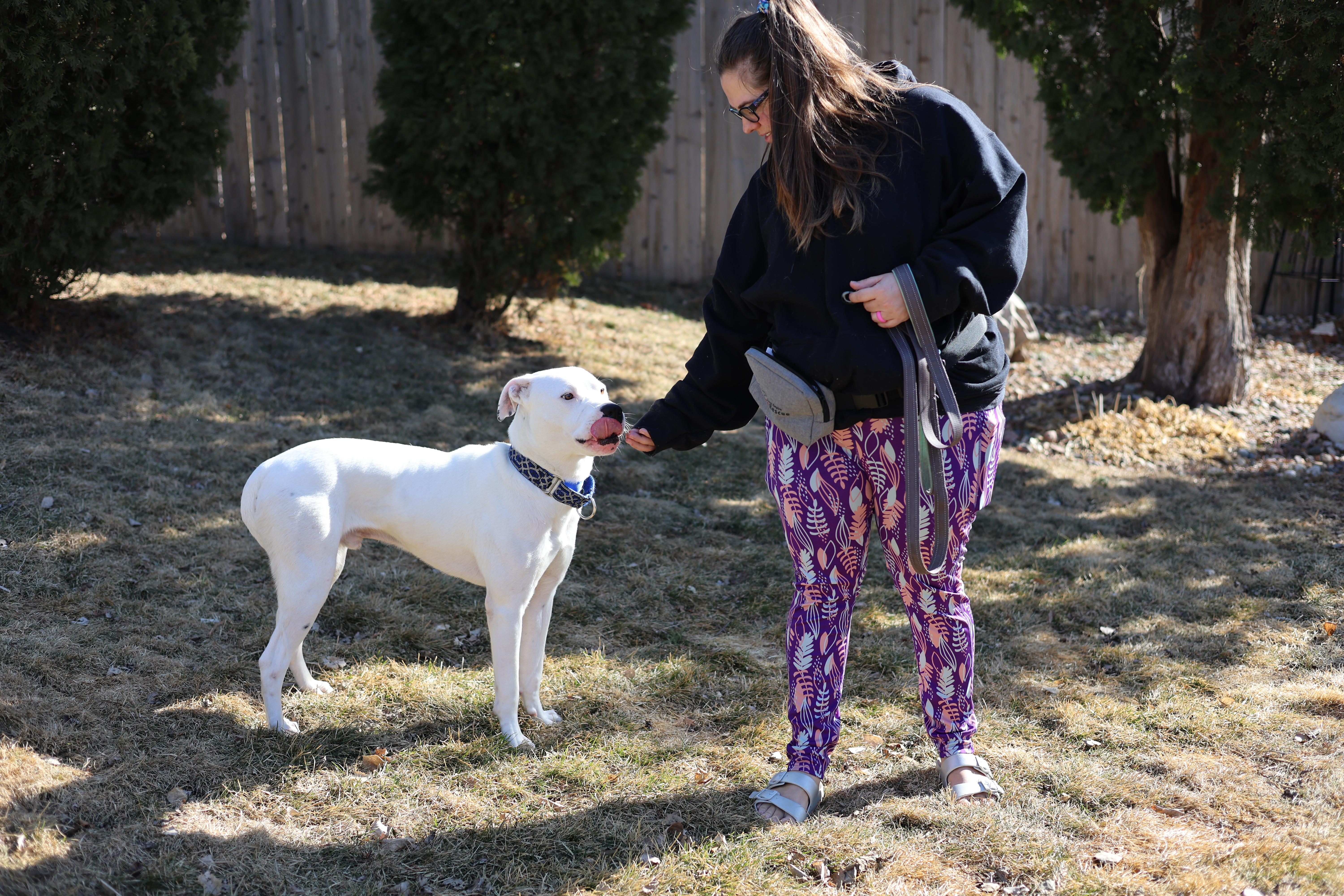 Enlarge Frost, a Adoptable mixed breed in Sioux Falls, SD image 4/6