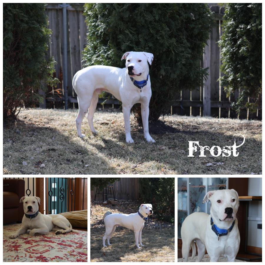 Frost, Adoptable, Young Male Terrier.