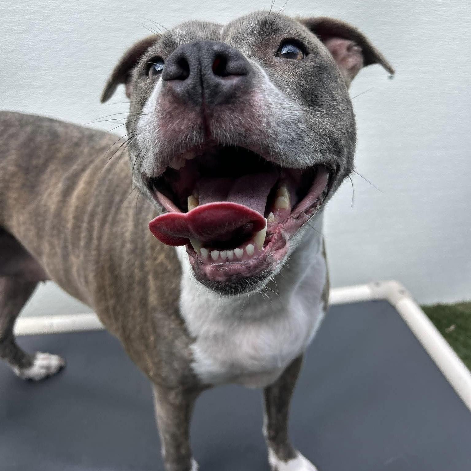 Nala, a Adoptable Pit Bull Terrier in Durham, NC image 2/3
