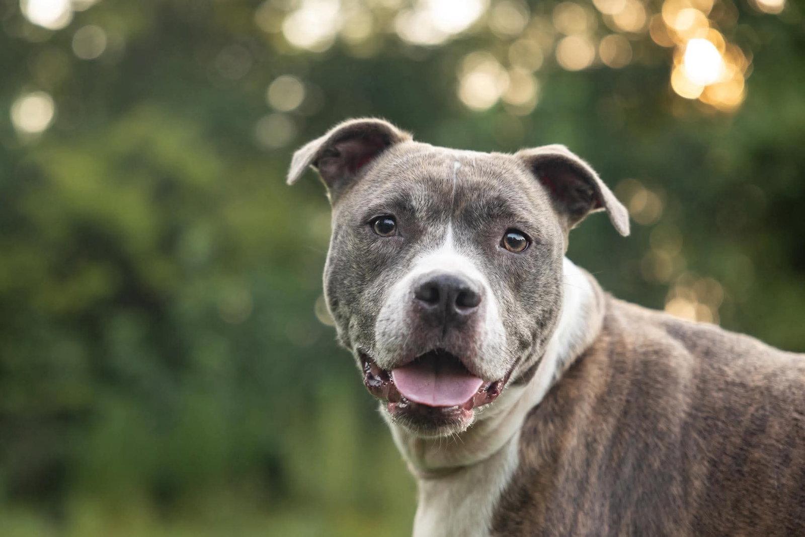 Nala, a Adoptable Pit Bull Terrier in Durham, NC image 3/3