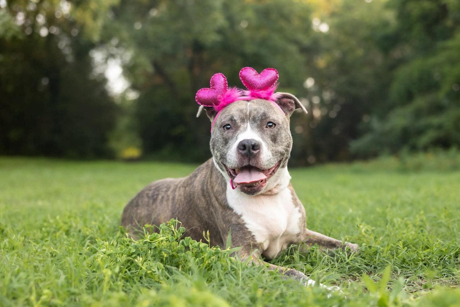 Nala, Adoptable, Adult Female Pit Bull Terrier.