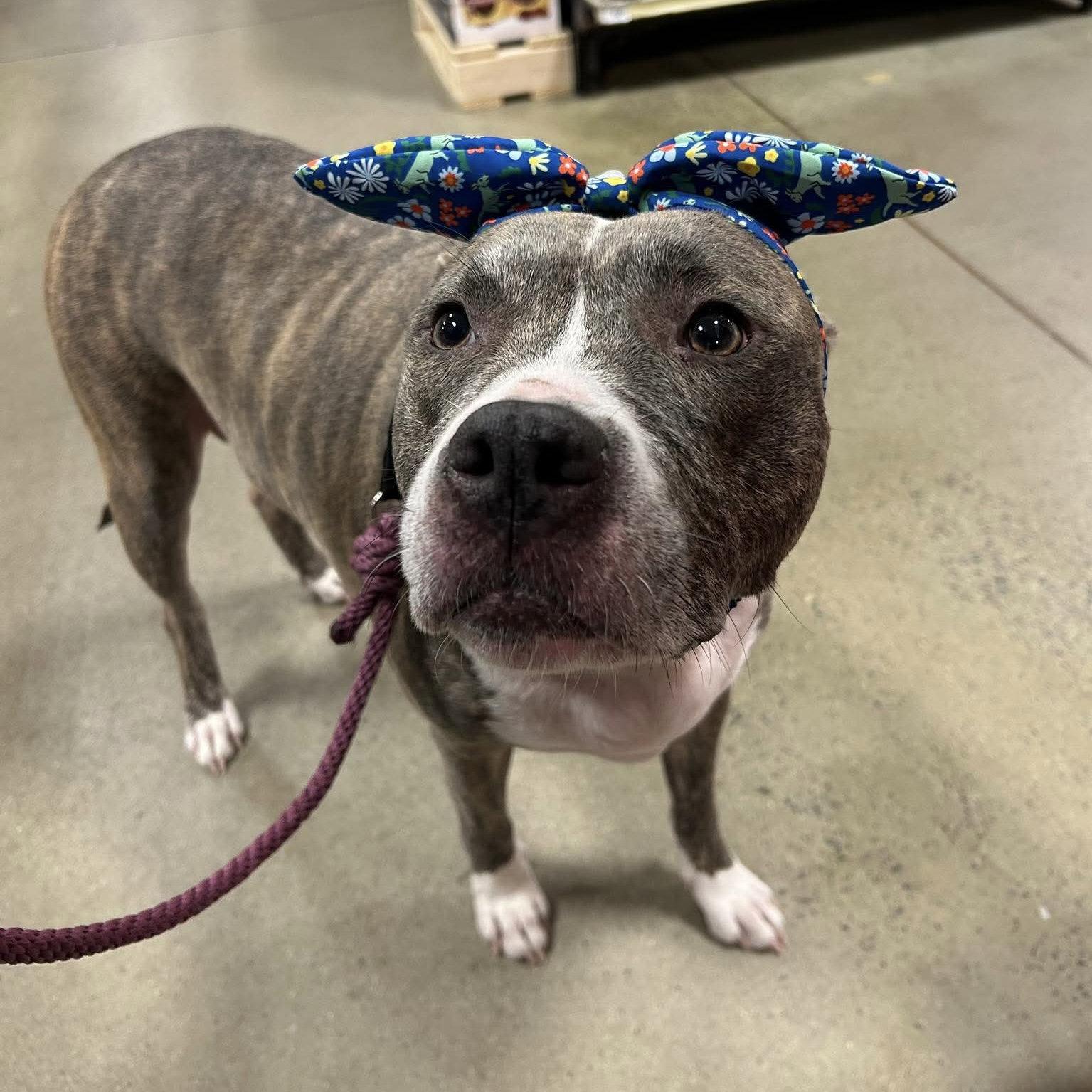 Nala, a Adoptable Pit Bull Terrier in Durham, NC image 3/3