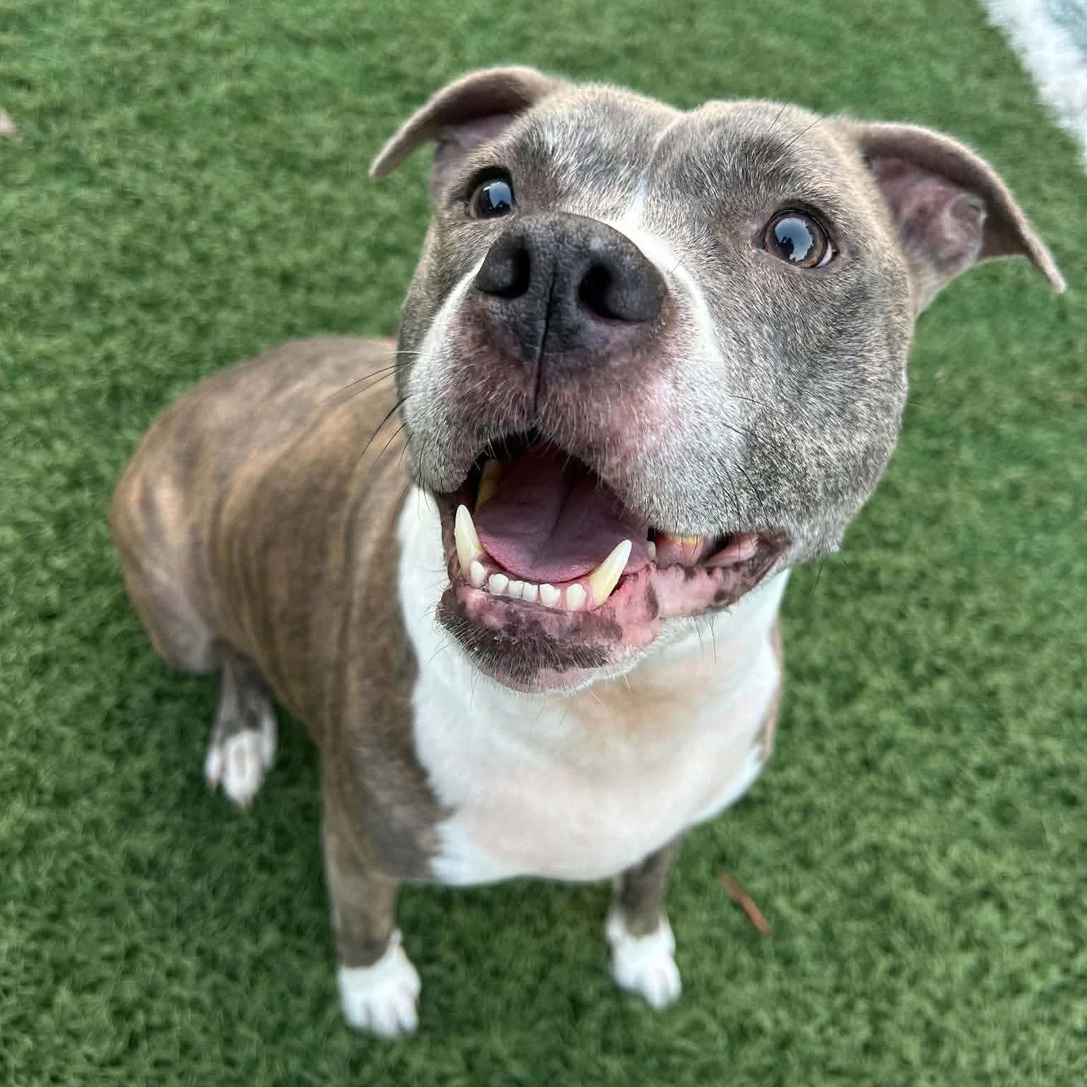 Nala, a Adoptable Pit Bull Terrier in Durham, NC image 1/3