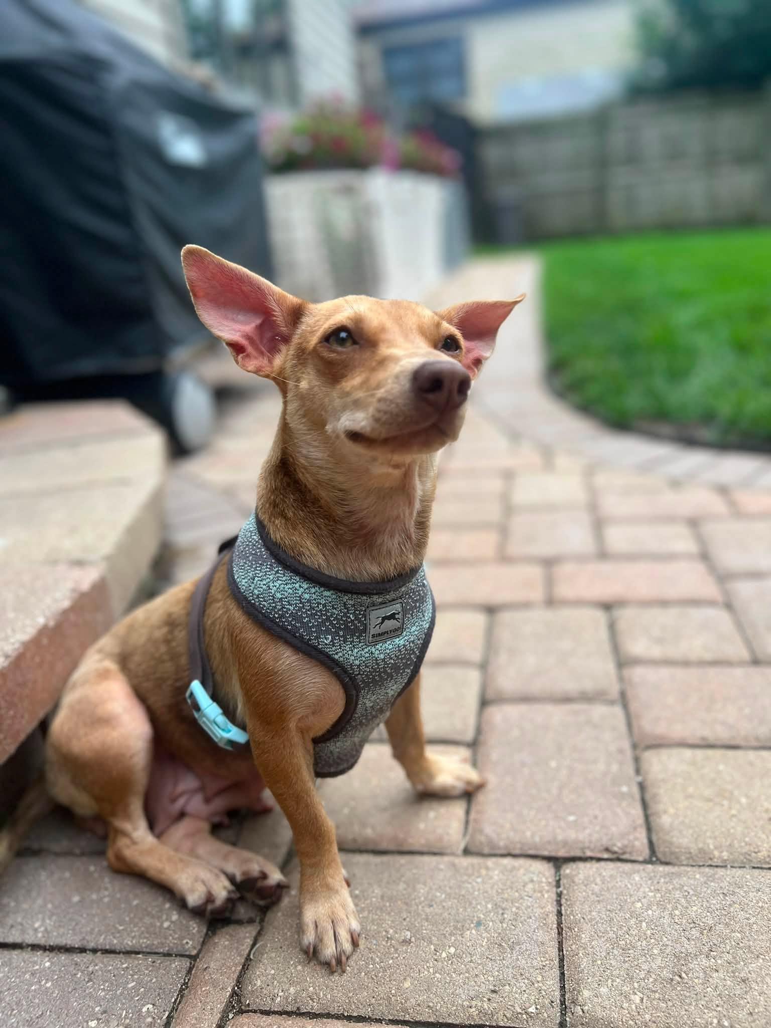 Olive, an adopted mixed breed in Palatine, IL image 5/5