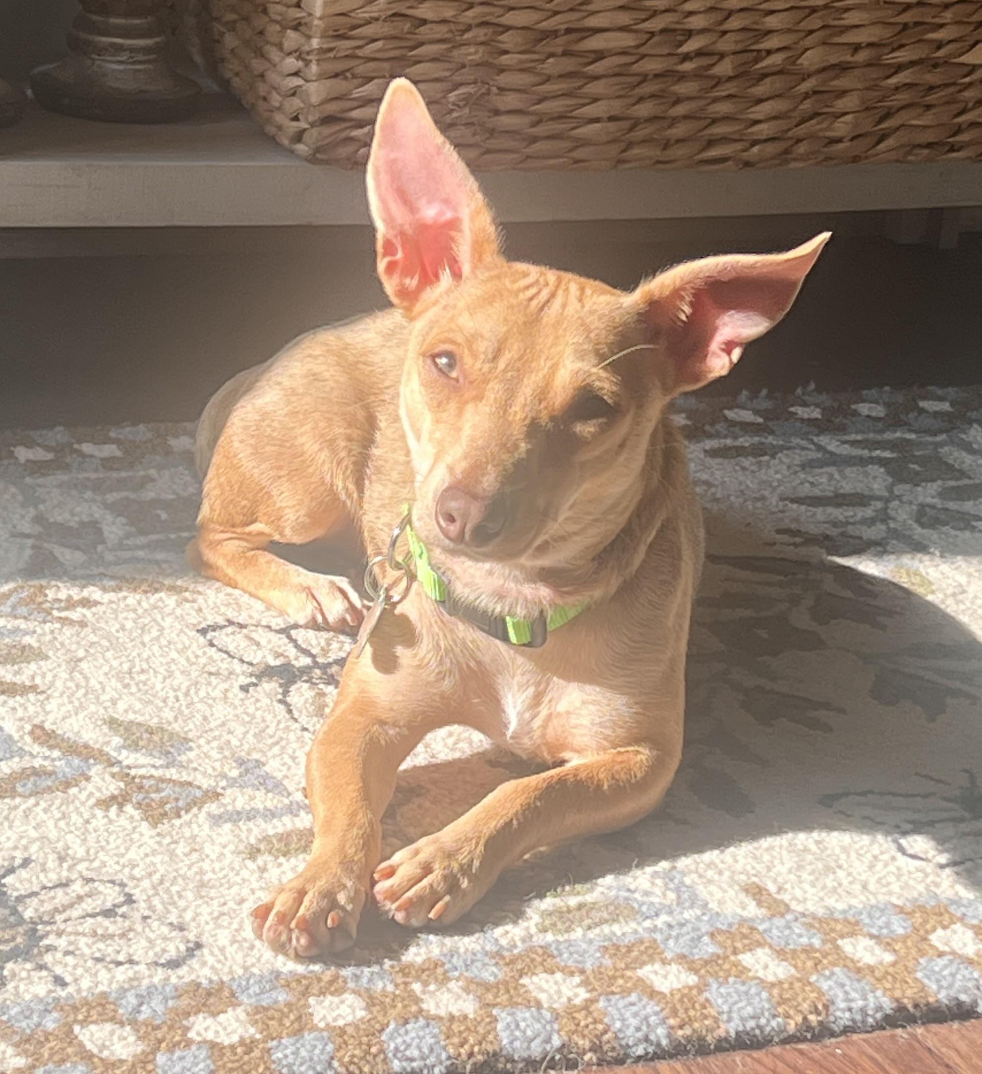 Olive, an adopted mixed breed in Palatine, IL image 3/5
