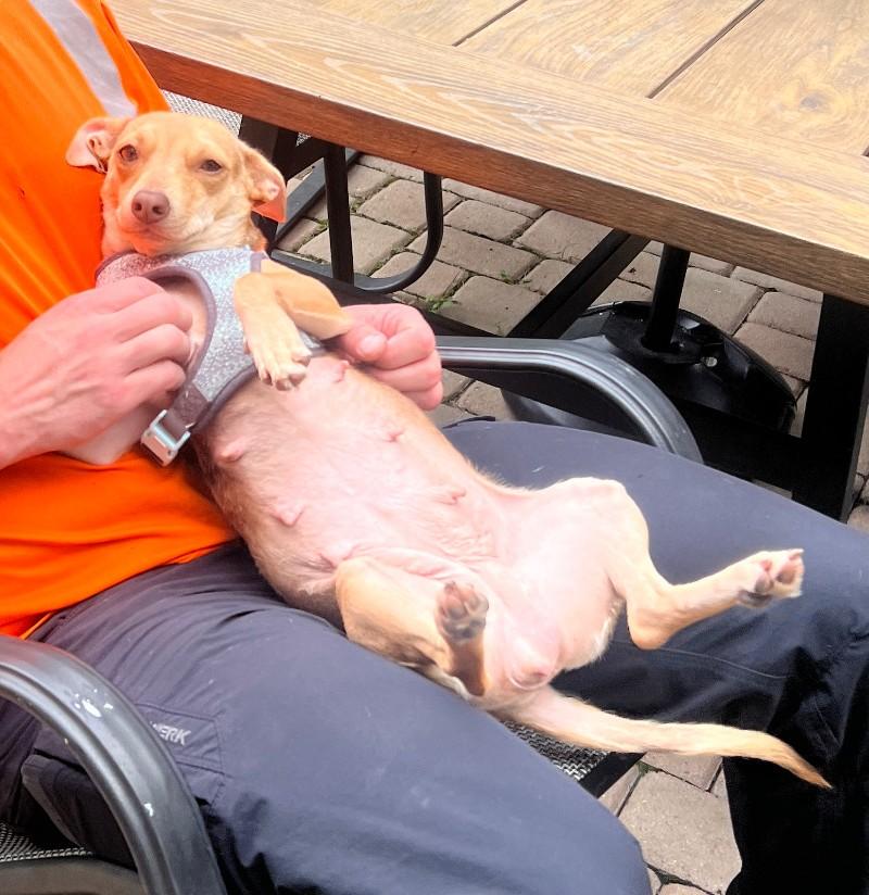 Olive, an adopted mixed breed in Palatine, IL image 4/5