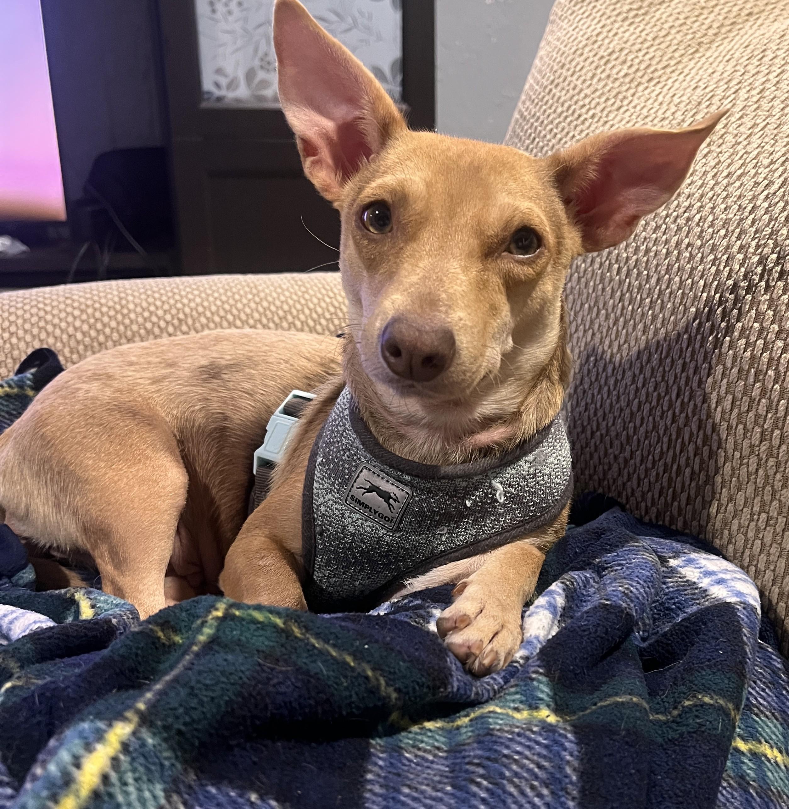 Olive, adopted, Adult Female Dachshund & Chihuahua.