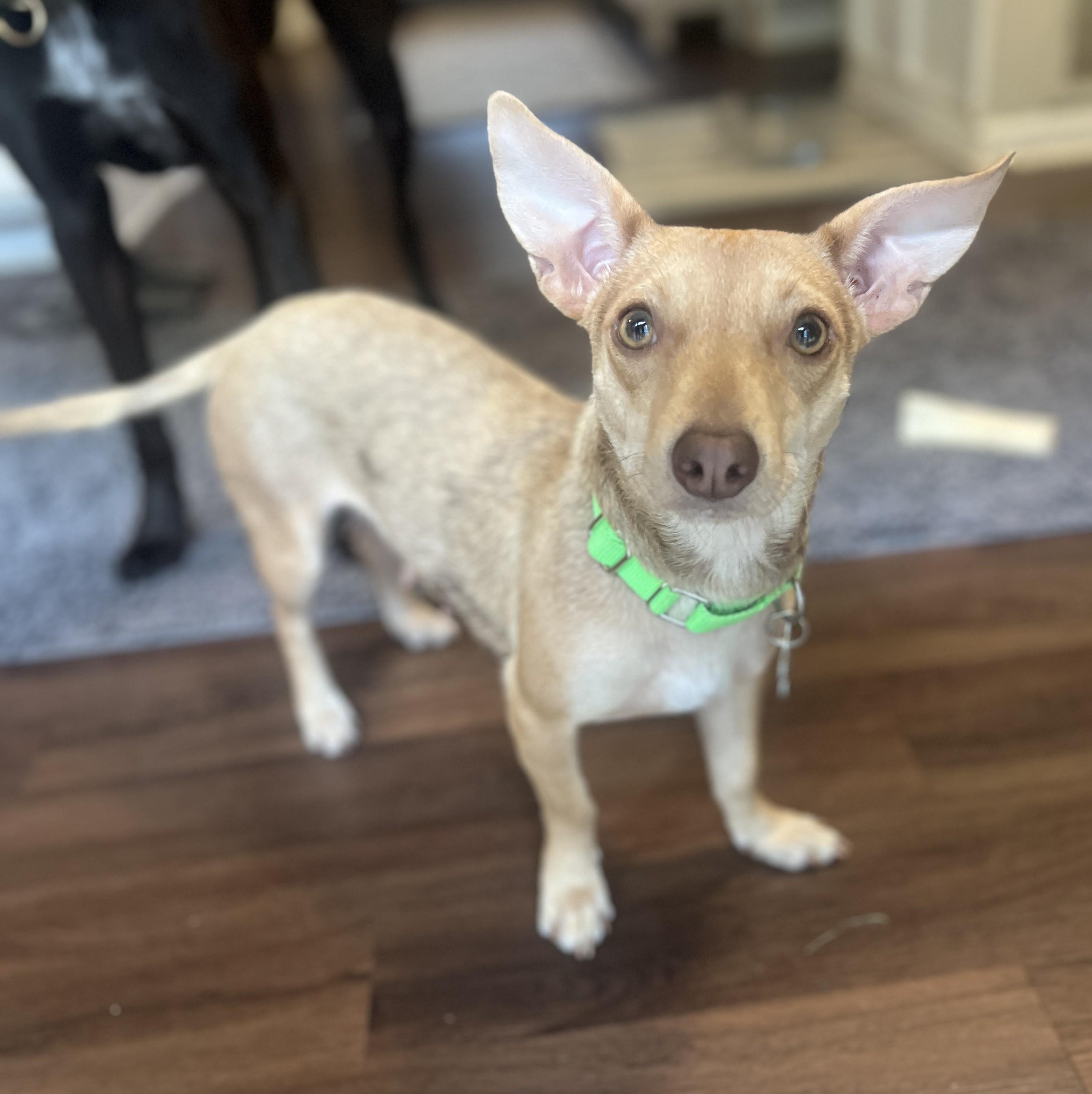 Olive, an adopted mixed breed in Palatine, IL image 2/5