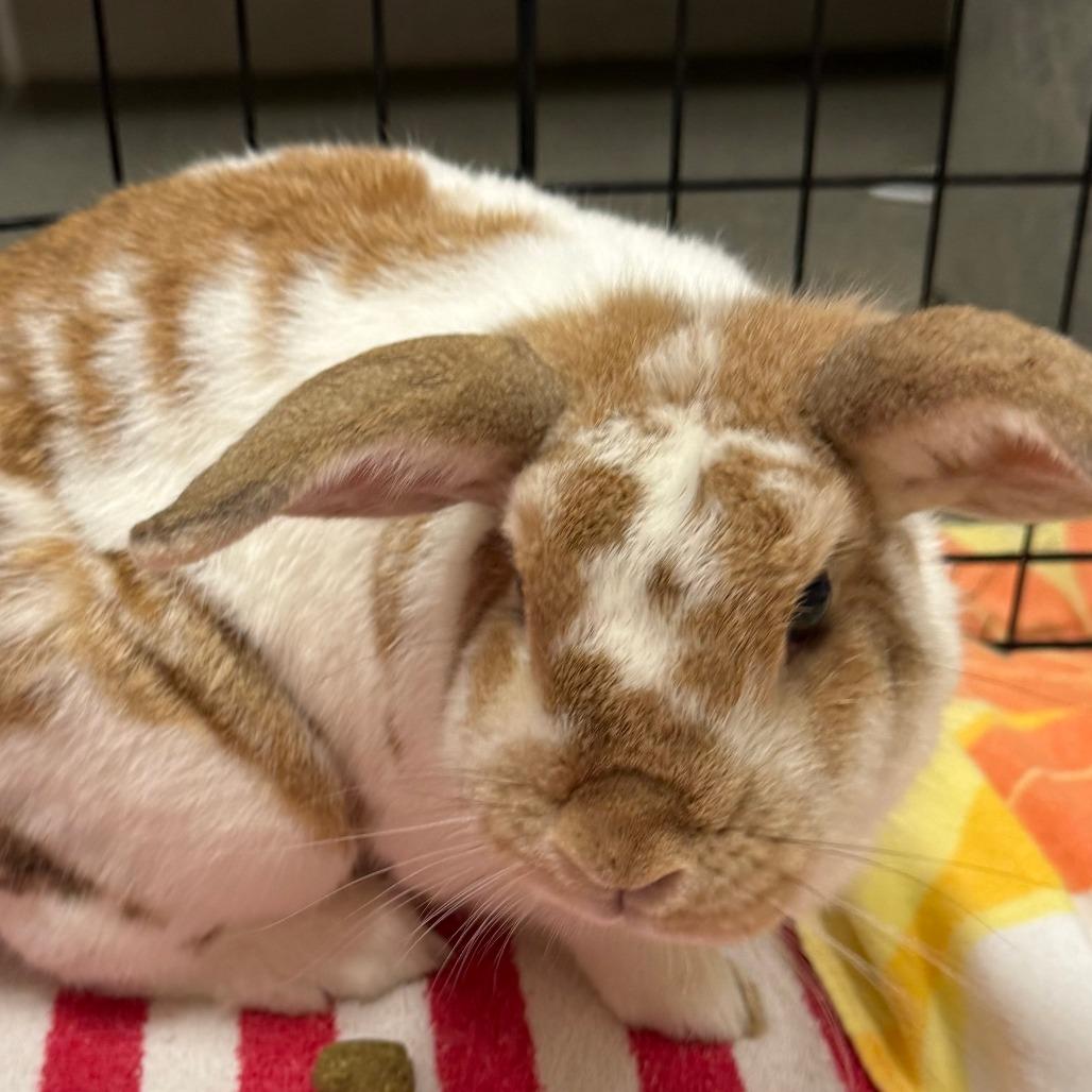 Genevieve, Adoptable, Young Female Bunny Rabbit.