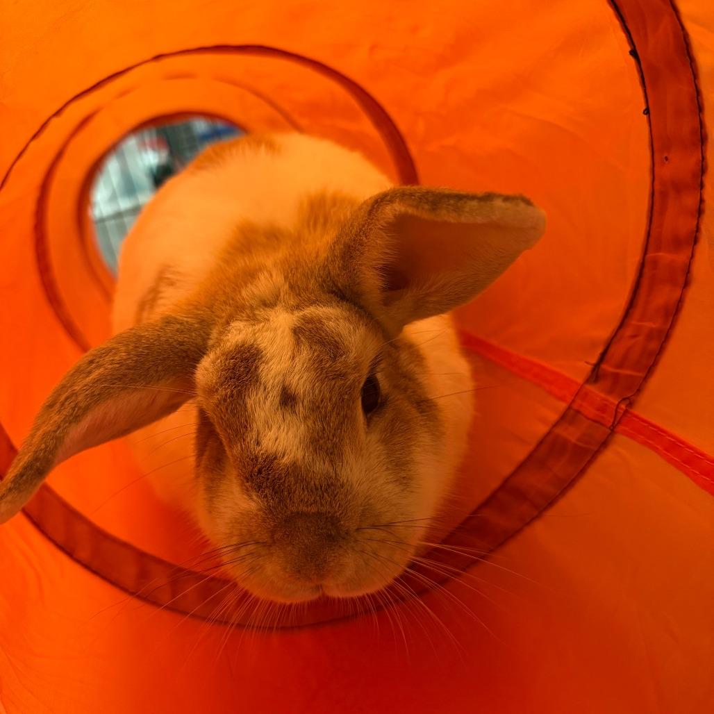Genevieve, a Adoptable Bunny Rabbit in Concord, NH image 2/2