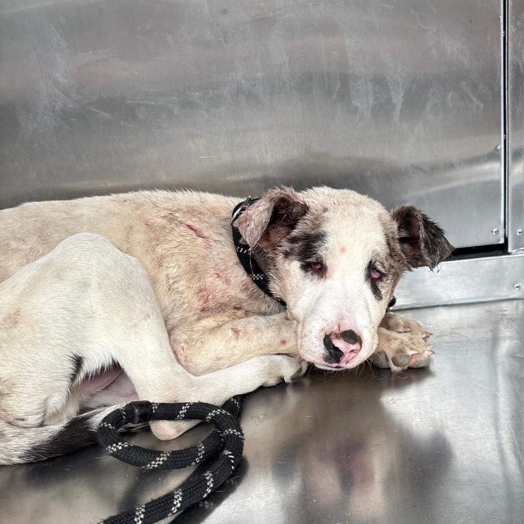 Atlas 4922 — thumbnail 3