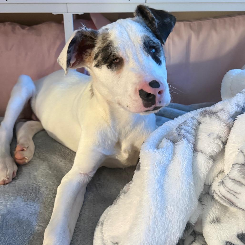 Atlas 4922 — thumbnail 4