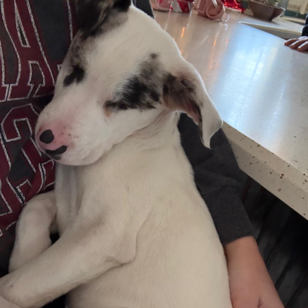 Atlas 4922 — thumbnail 5