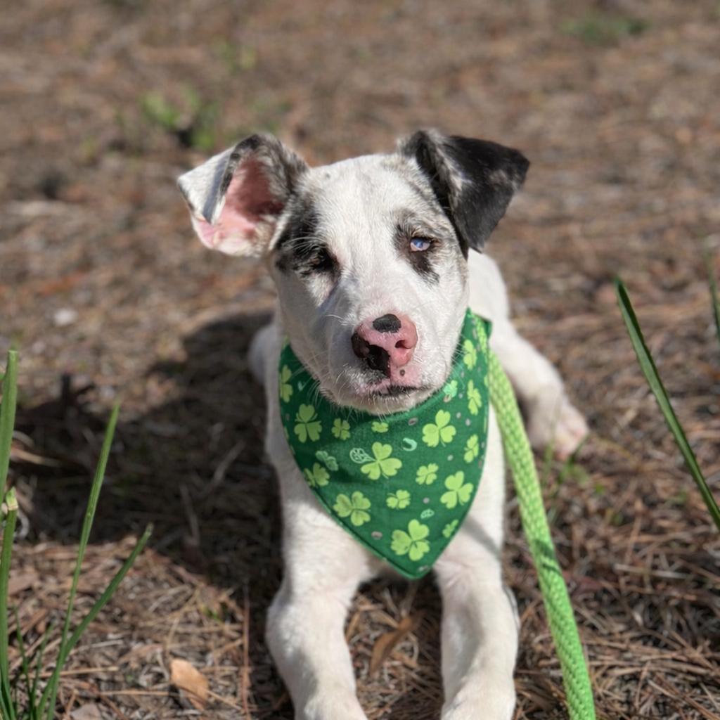 Atlas 4922 — thumbnail 6