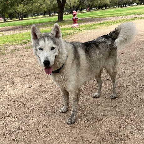 Coco 2, Adoptable, Adult Male Siberian Husky.