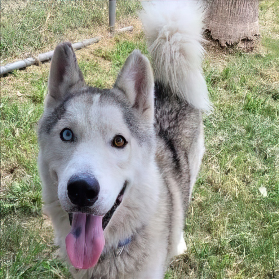 Enlarge Coco 2, a Adoptable Siberian Husky in Harrison, ME image 2/6