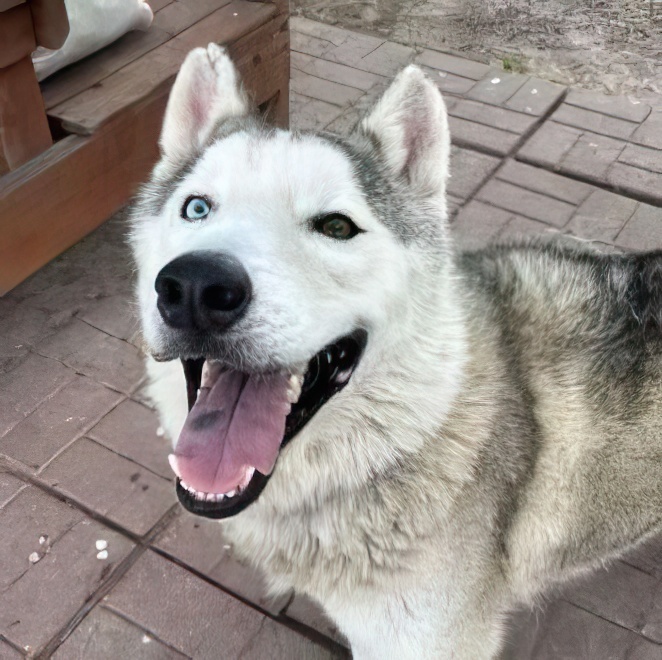 Enlarge Coco 2, a Adoptable Siberian Husky in Harrison, ME image 5/6