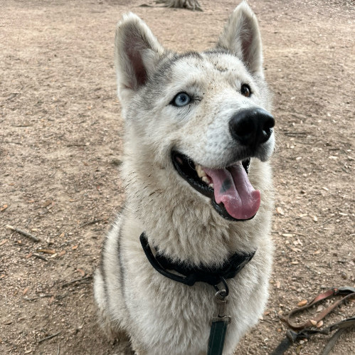 Enlarge Coco 2, a Adoptable Siberian Husky in Harrison, ME image 6/6
