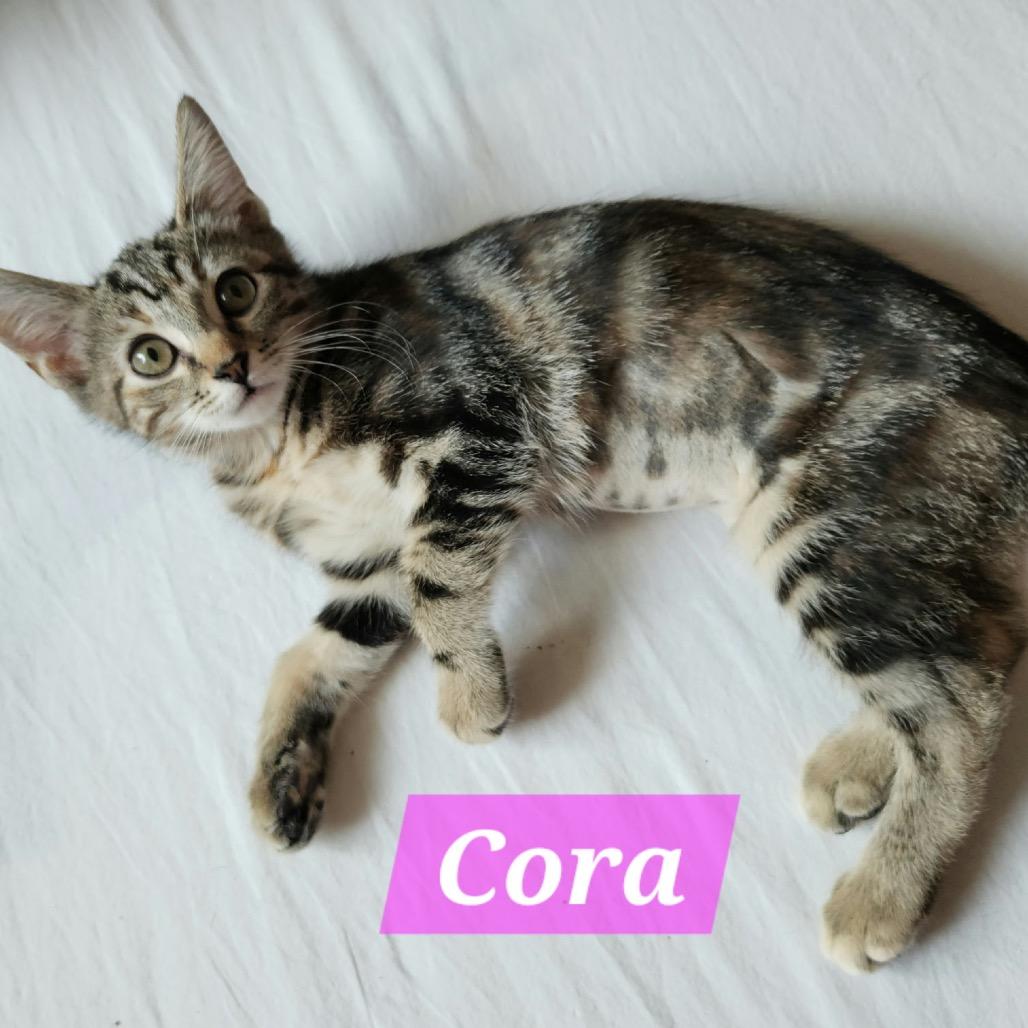 Enlarge Cora, a Adoptable Domestic Short Hair in La Grange, KY image 1/3