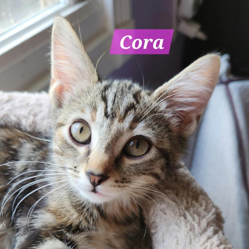 Enlarge Cora, a Adoptable Domestic Short Hair in La Grange, KY image 2/3