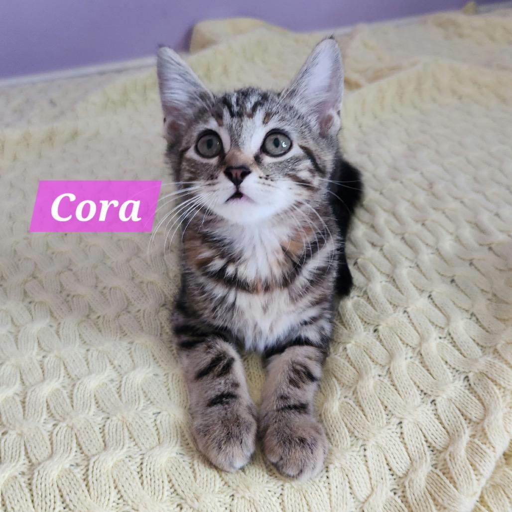 Enlarge Cora, a Adoptable Domestic Short Hair in La Grange, KY image 3/3