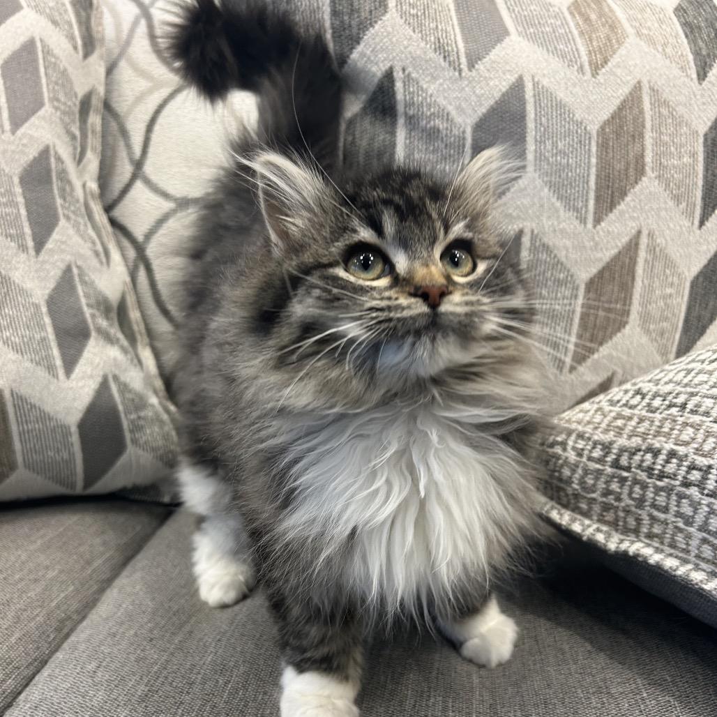 Sprinkles, Adoptable, Kitten Female Domestic Long Hair.