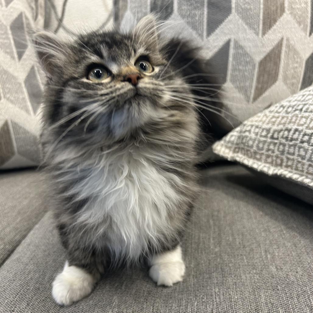 Enlarge Sprinkles, a Adoptable Domestic Long Hair in Park City, UT image 2/3