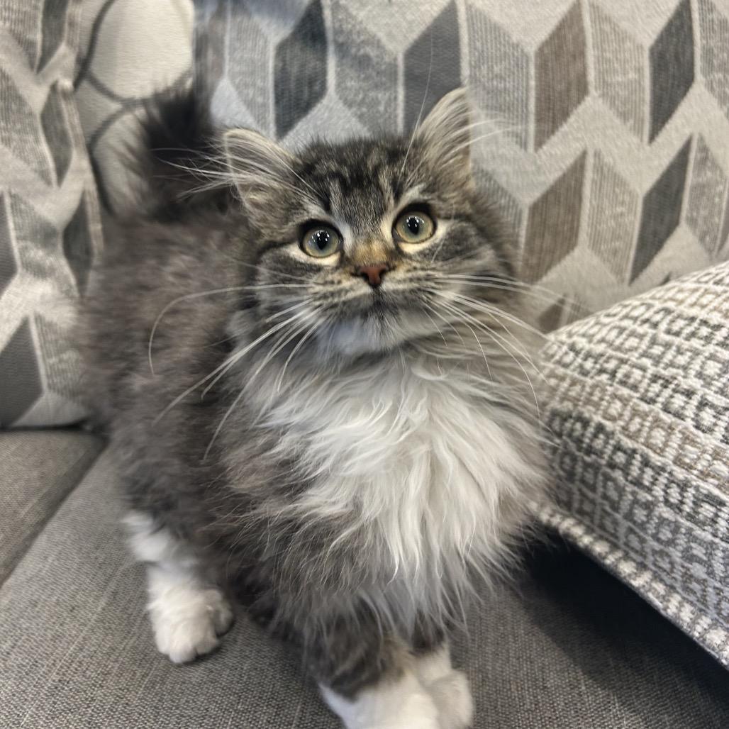 Enlarge Sprinkles, a Adoptable Domestic Long Hair in Park City, UT image 3/3