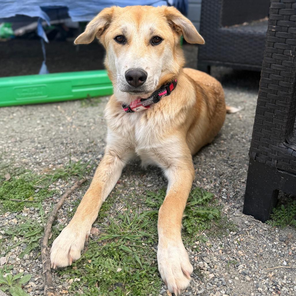 Enlarge 488 (2026) Cookie, a Adoptable Shepherd in Parker, CO image 1/6