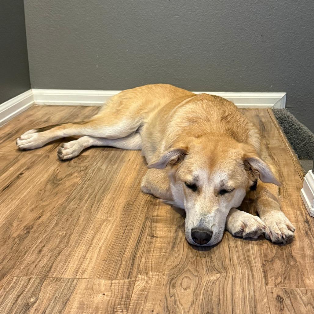 Enlarge 488 (2026) Cookie, a Adoptable Shepherd in Parker, CO image 2/6