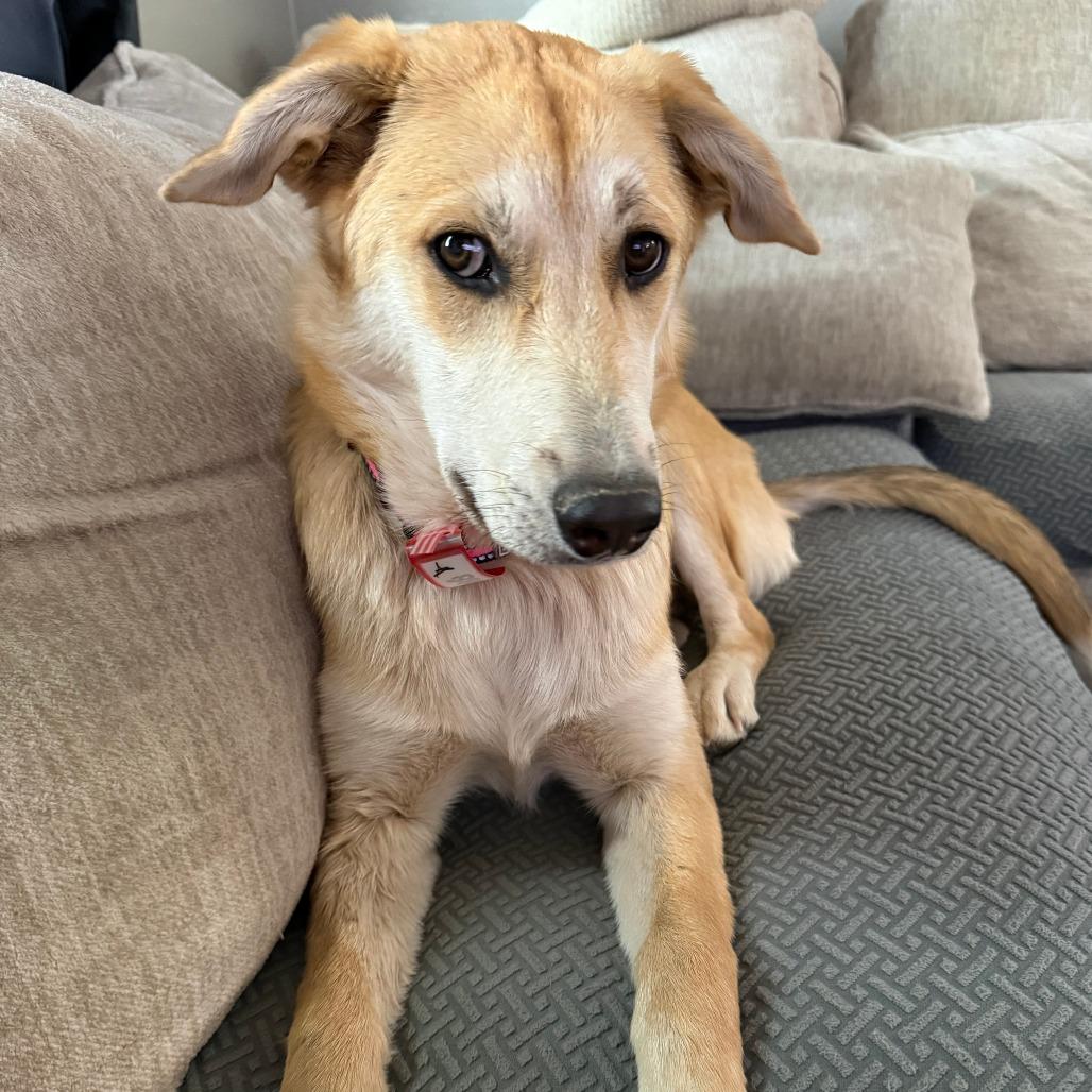 Enlarge 488 (2026) Cookie, a Adoptable Shepherd in Parker, CO image 3/6