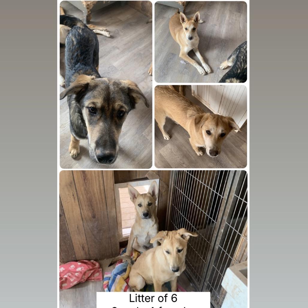 Enlarge 488 (2026) Cookie, a Adoptable Shepherd in Parker, CO image 6/6