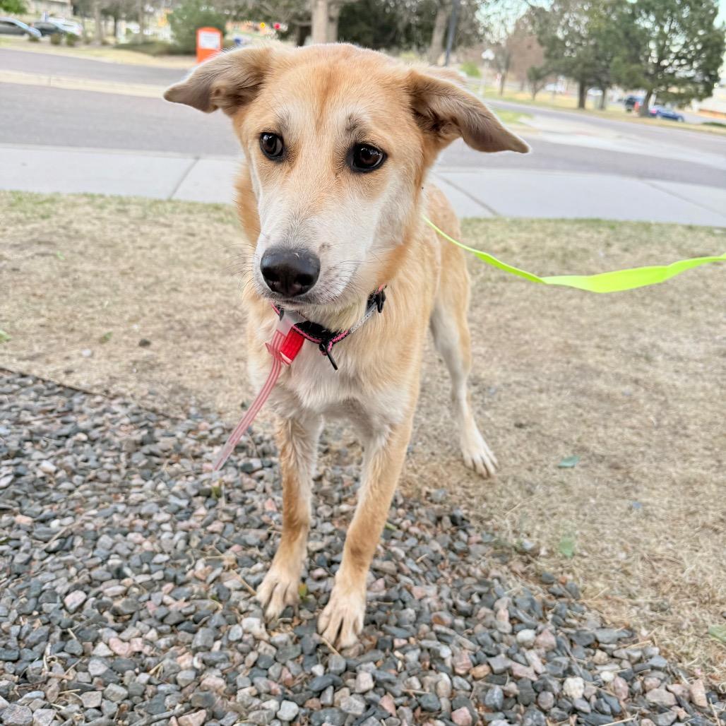 488 (2026) Cookie, Adoptable, Young Female Shepherd.