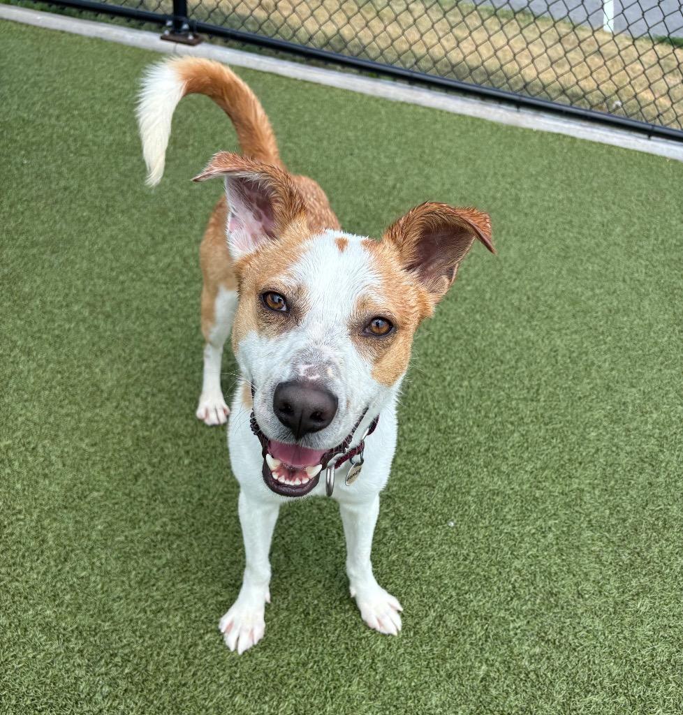 Enlarge Gomer, a Adoptable mixed breed in North Syracuse, NY image 1/6