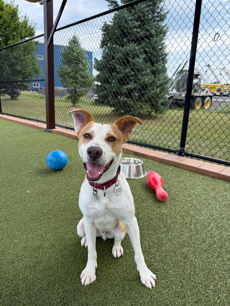 Enlarge Gomer, a Adoptable mixed breed in North Syracuse, NY image 1/6