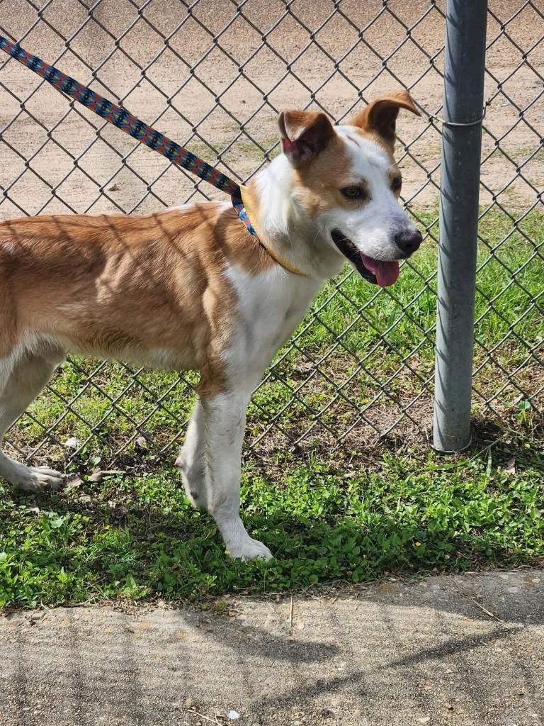 Gomer, a Adoptable mixed breed in North Syracuse, NY image 1/5