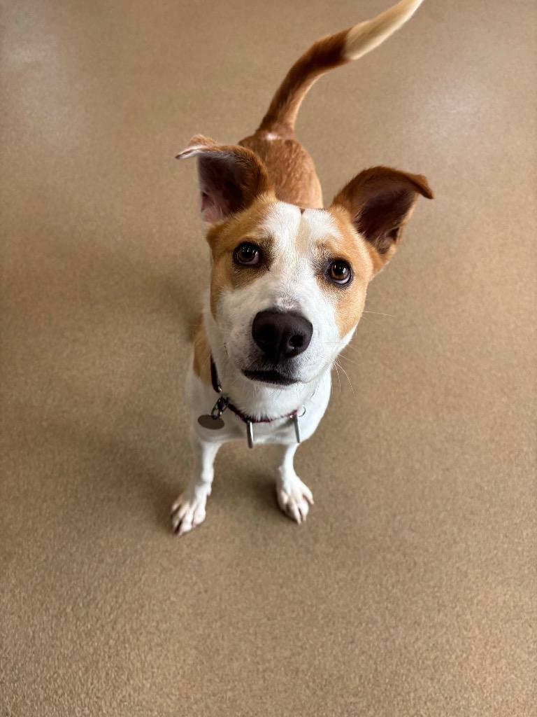 Gomer, a Adoptable mixed breed in North Syracuse, NY image 2/5