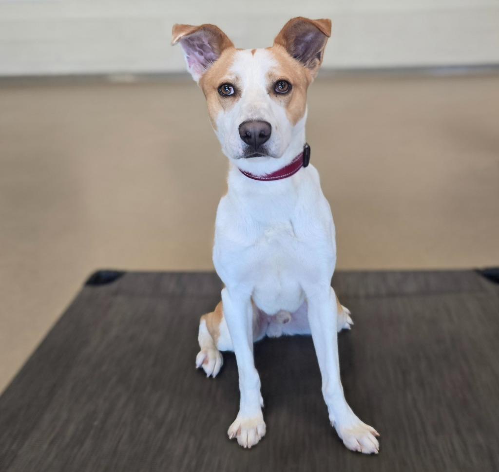 Enlarge Gomer, a Adoptable mixed breed in North Syracuse, NY image 3/6