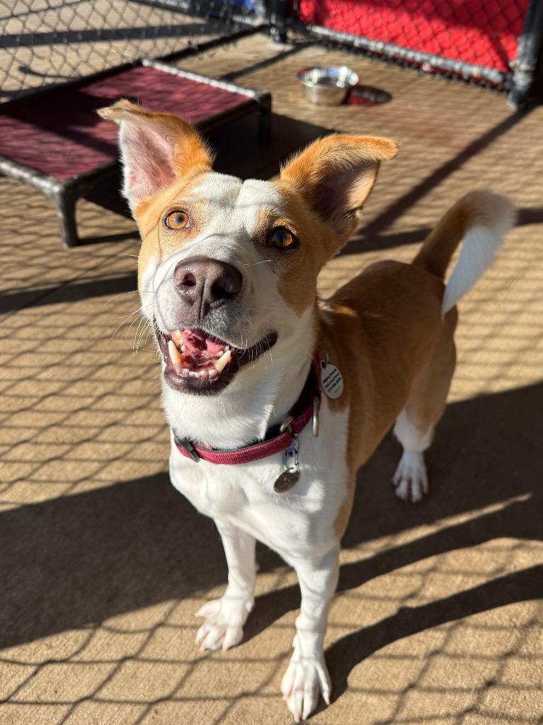 Enlarge Gomer, a Adoptable mixed breed in North Syracuse, NY image 3/6