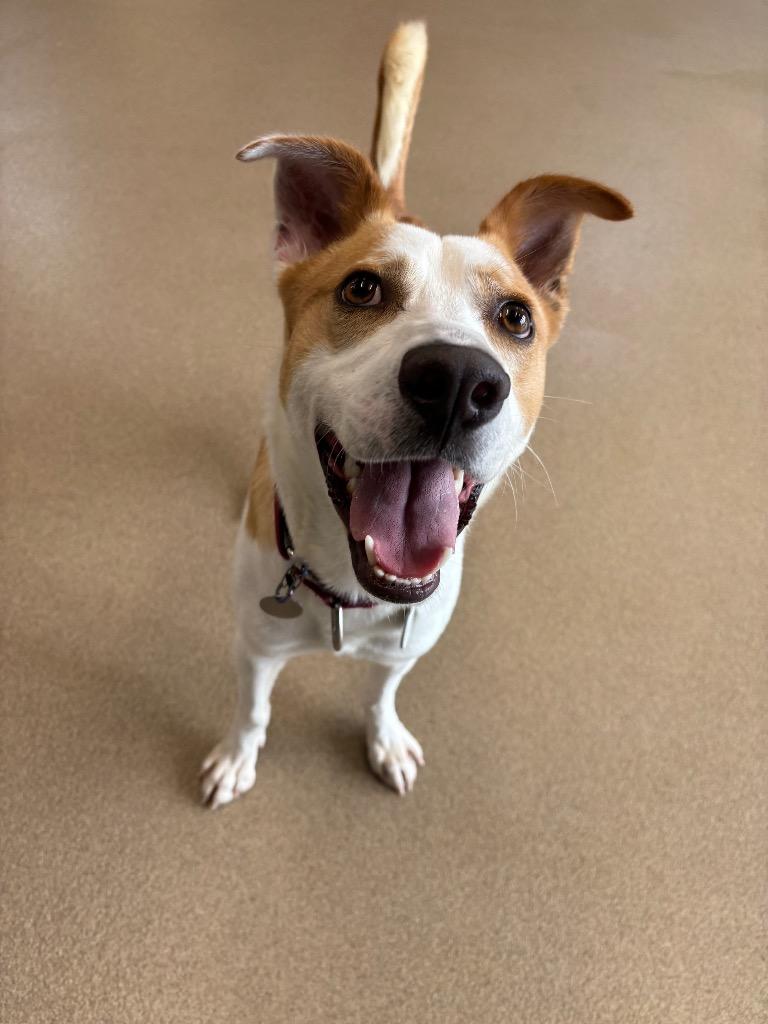 Gomer, a Adoptable mixed breed in North Syracuse, NY image 3/5