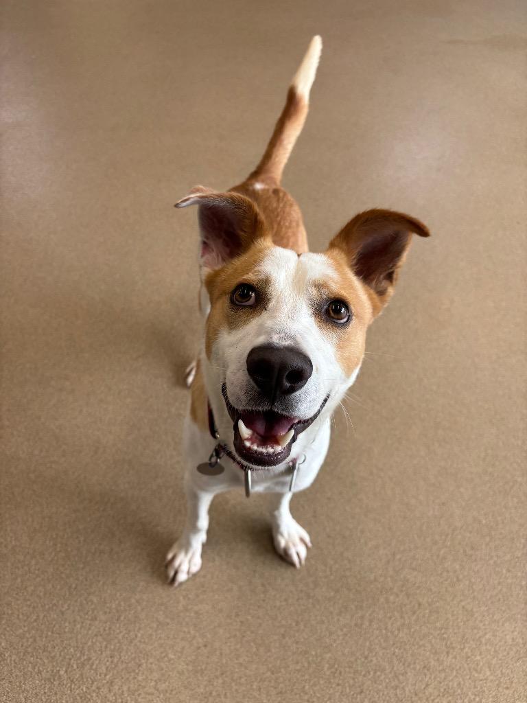 Gomer, a Adoptable mixed breed in North Syracuse, NY image 4/5