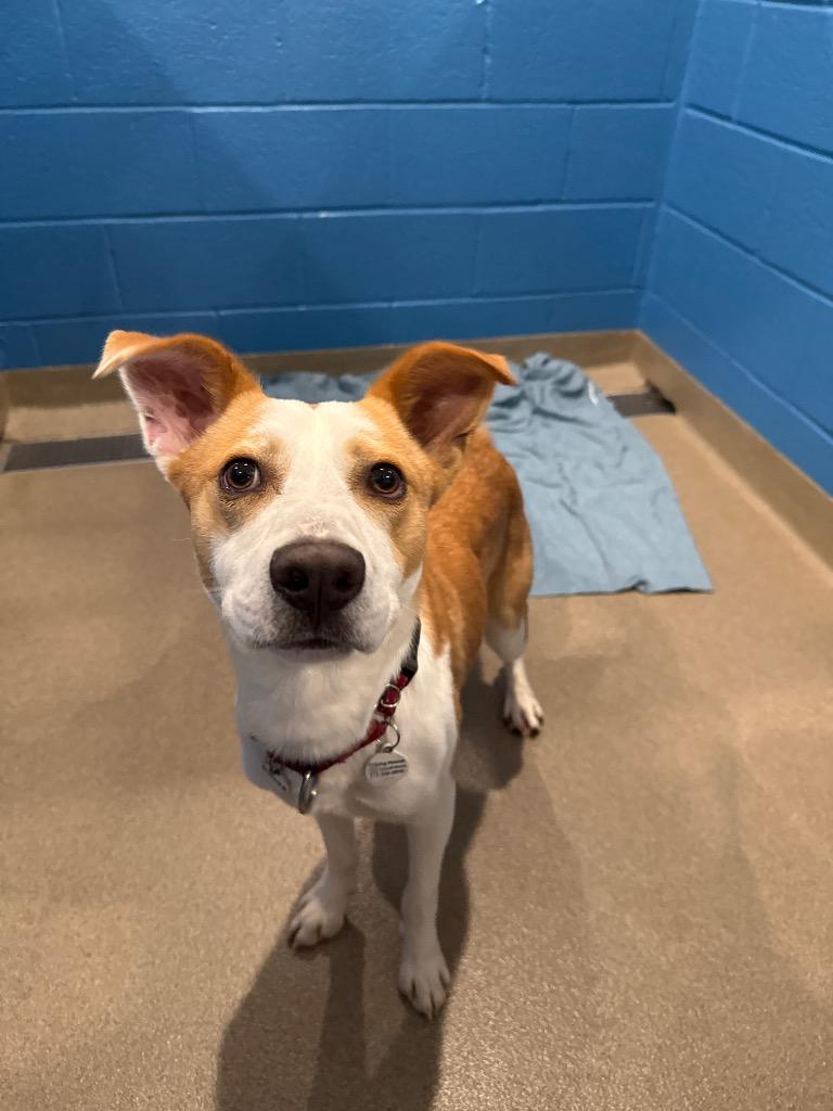 Gomer, a Adoptable mixed breed in North Syracuse, NY image 5/5