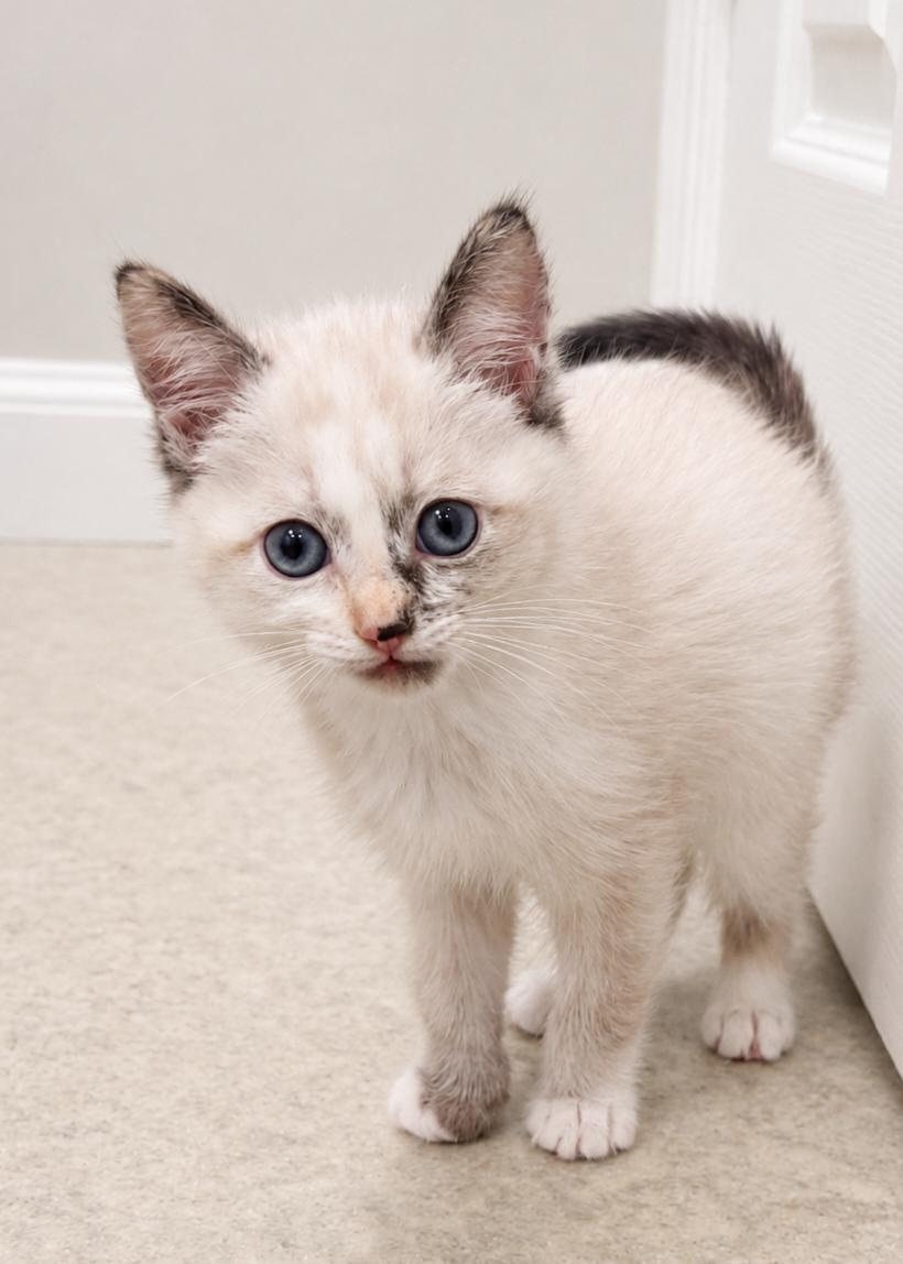Piper, Adoptable, Kitten Female Siamese & Domestic Short Hair.