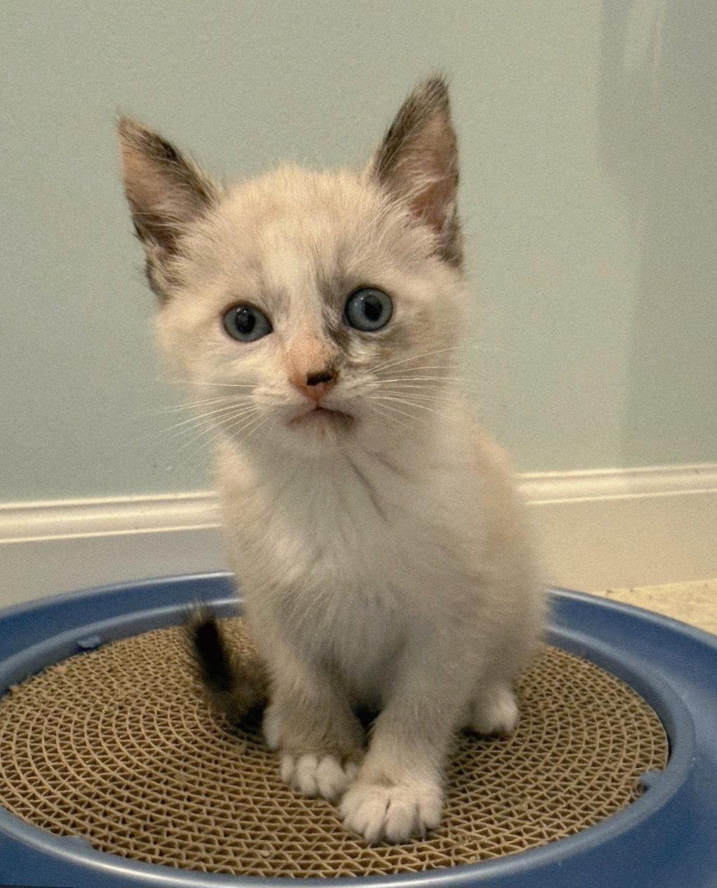 Piper, Adoptable, Kitten Female Siamese & Domestic Short Hair.
