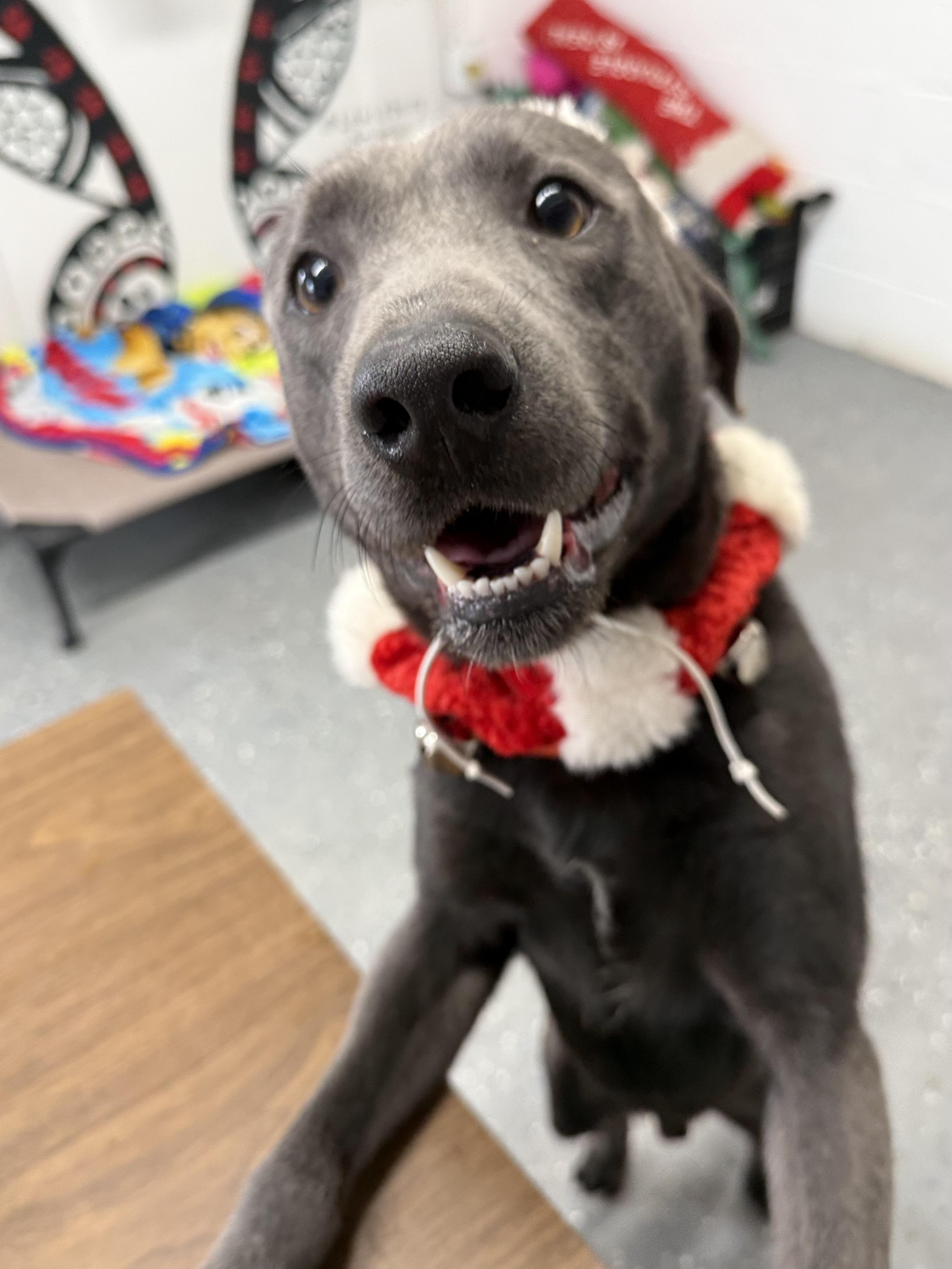Stone, Adoptable, Young Male Weimaraner.