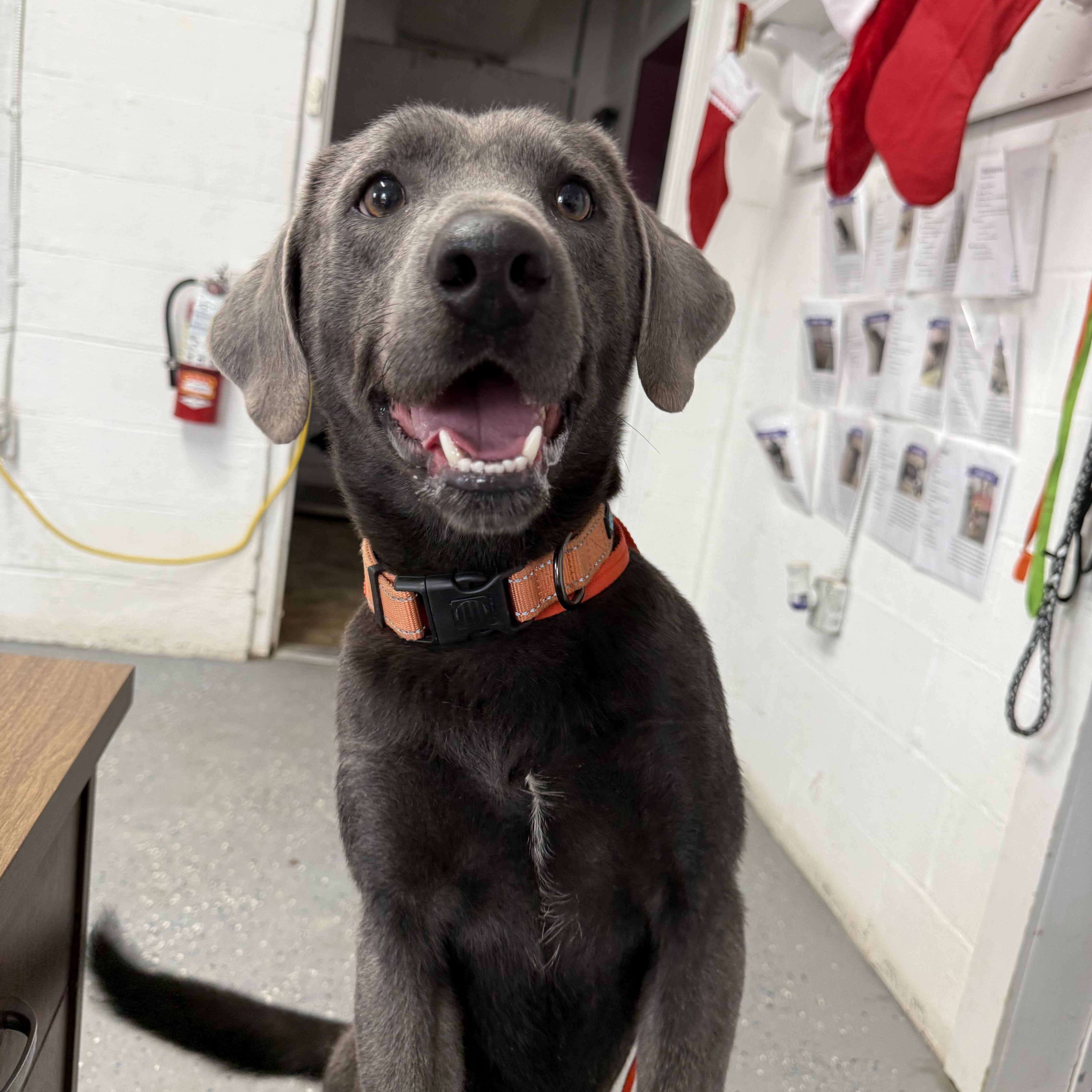 Enlarge Stone, a Adoptable mixed breed in Lewisburg, TN image 2/4